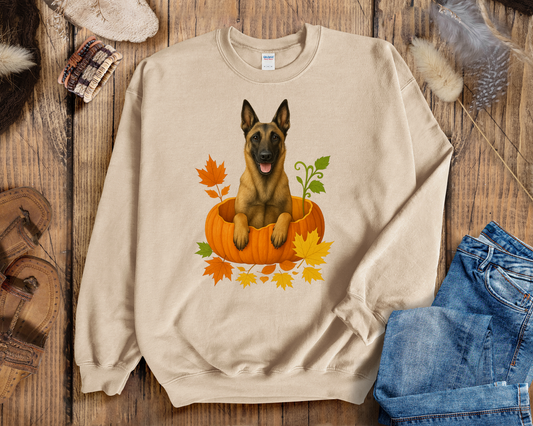 Belgian Malinois in Pumpkin Fall Shirt
