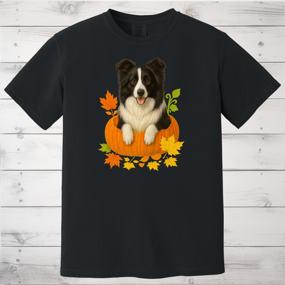 Border Collie in Pumpkin Fall Shirt