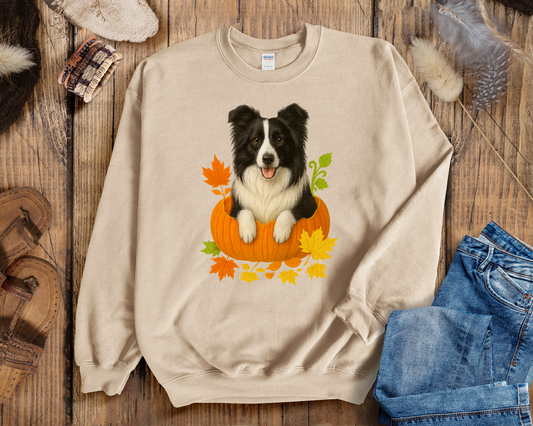 Border Collie in Pumpkin Fall Shirt