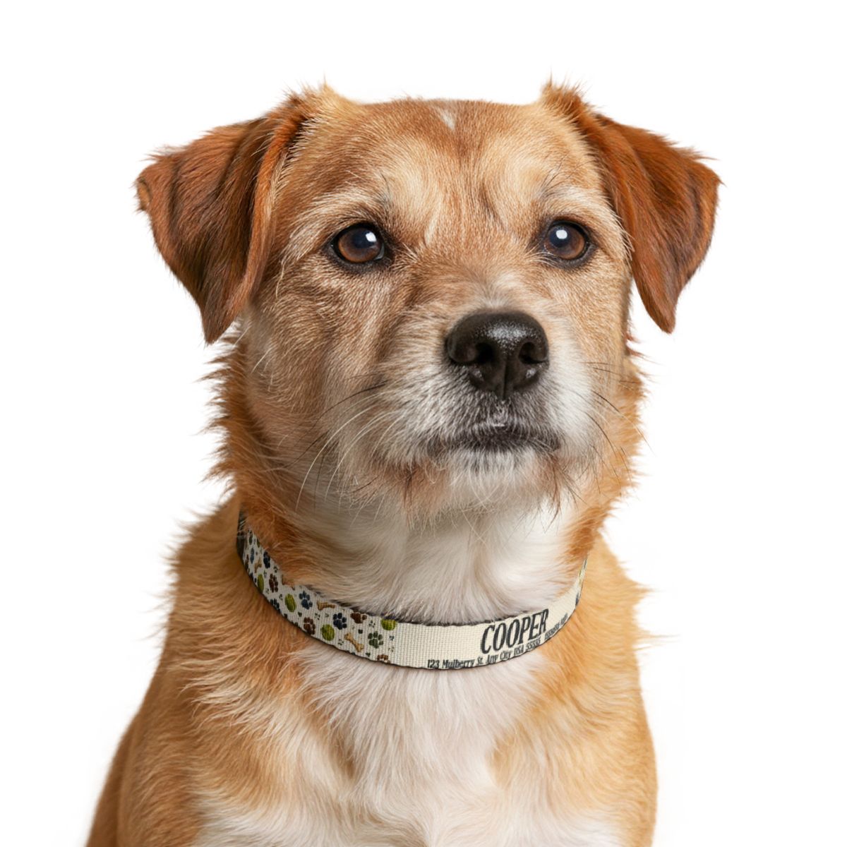 Clip-on Pet Collar
